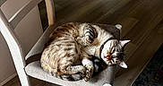 Solo joined the competition — help win amazing prizes! cat, tabby_cat, chair, wooden_chair, cushion, indoor, flooring, wood_floor, rug, sleeping, pet, domestic_animal, relaxing, feline, collar, home_interior, natural_light, quiet, resting, cozy