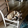 cat, tabby_cat, chair, wooden_chair, cushion, indoor, flooring, wood_floor, rug, sleeping, pet, domestic_animal, relaxing, feline, collar, home_interior, natural_light, quiet, resting, cozy