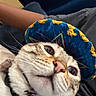 Solo is registered to the contest to win money with this photo: cat, close_up, sombrero, hat, whiskers, wide_eyes, indoor, pet, curious, feline, cute, costume, animal, face, portrait, funny, domestic, cozy, blurred_background, wearing