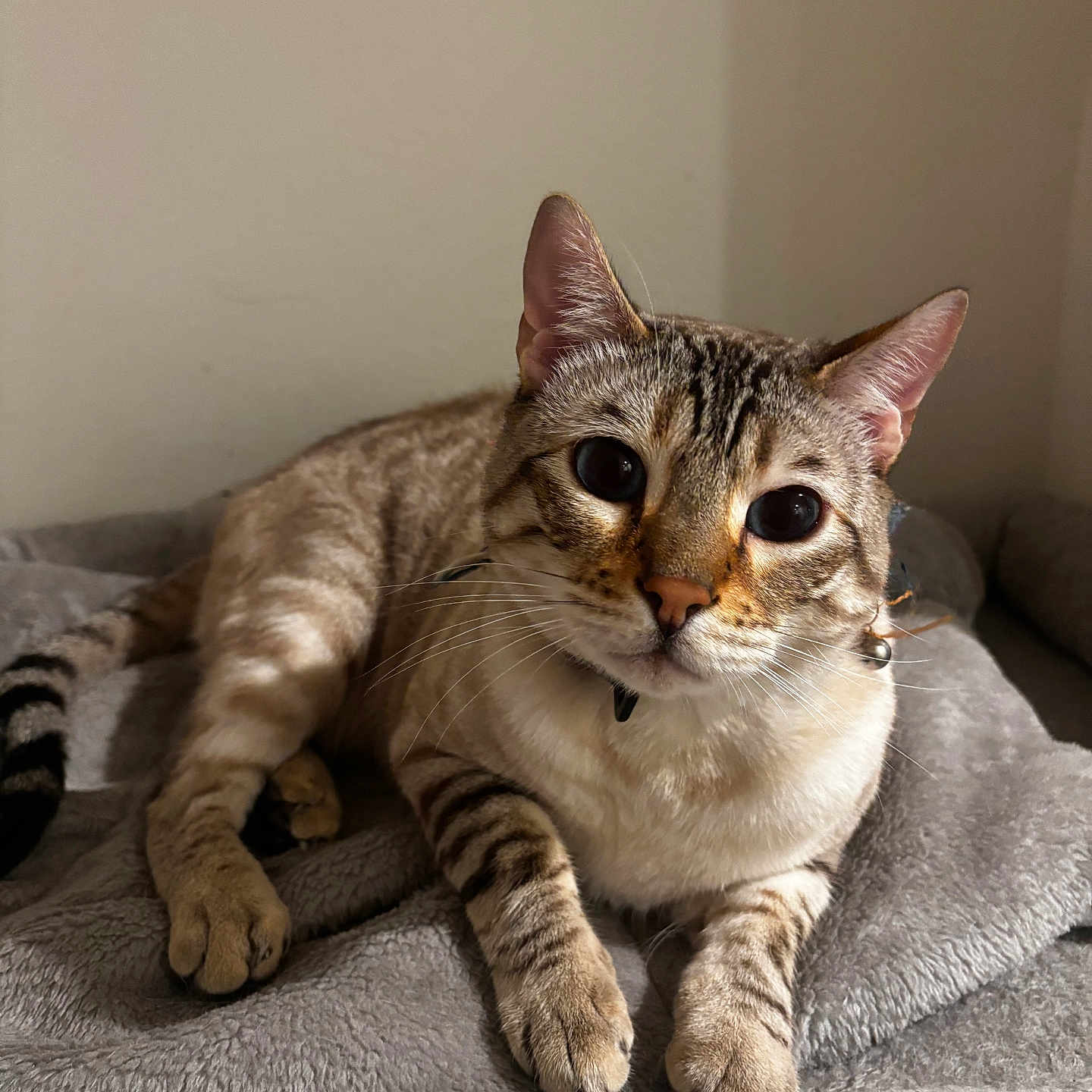 Solo is registered to the contest to win money with this photo: cat, tabby, pet, animal, feline, whiskers, ears, paws, striped_fur, domestic_cat, indoor, blanket, resting, cute, curious, soft_texture, relaxed, close_up, portrait, cozy