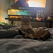 Solo joined the competition — help win amazing prizes! cat, bed, aquarium, television, indoor, furniture, animal, pet, relaxed, curious, light, shadow, man_on_tv, screen, blanket, table, bottle, container, decor, home