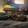cat, bed, aquarium, television, indoor, furniture, animal, pet, relaxed, curious, light, shadow, man_on_tv, screen, blanket, table, bottle, container, decor, home