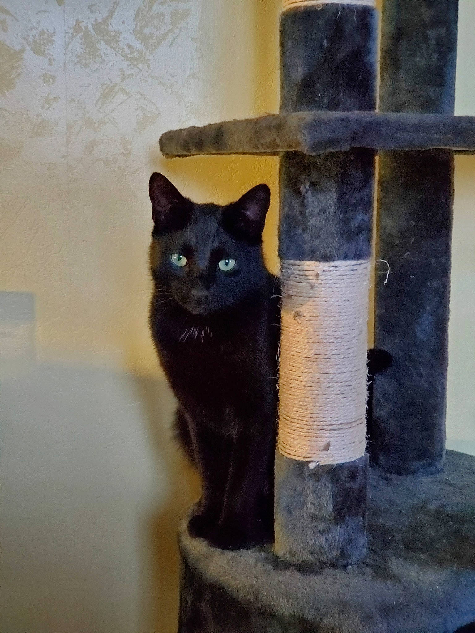 Dennis a rejoint le concours — aidez-le/la à gagner de superbes lots ! asian, black_cat, bombay, burmese, carnivore, cat, domestic_short_haired_cat, felidae, small_to_medium_sized_cats, whiskers