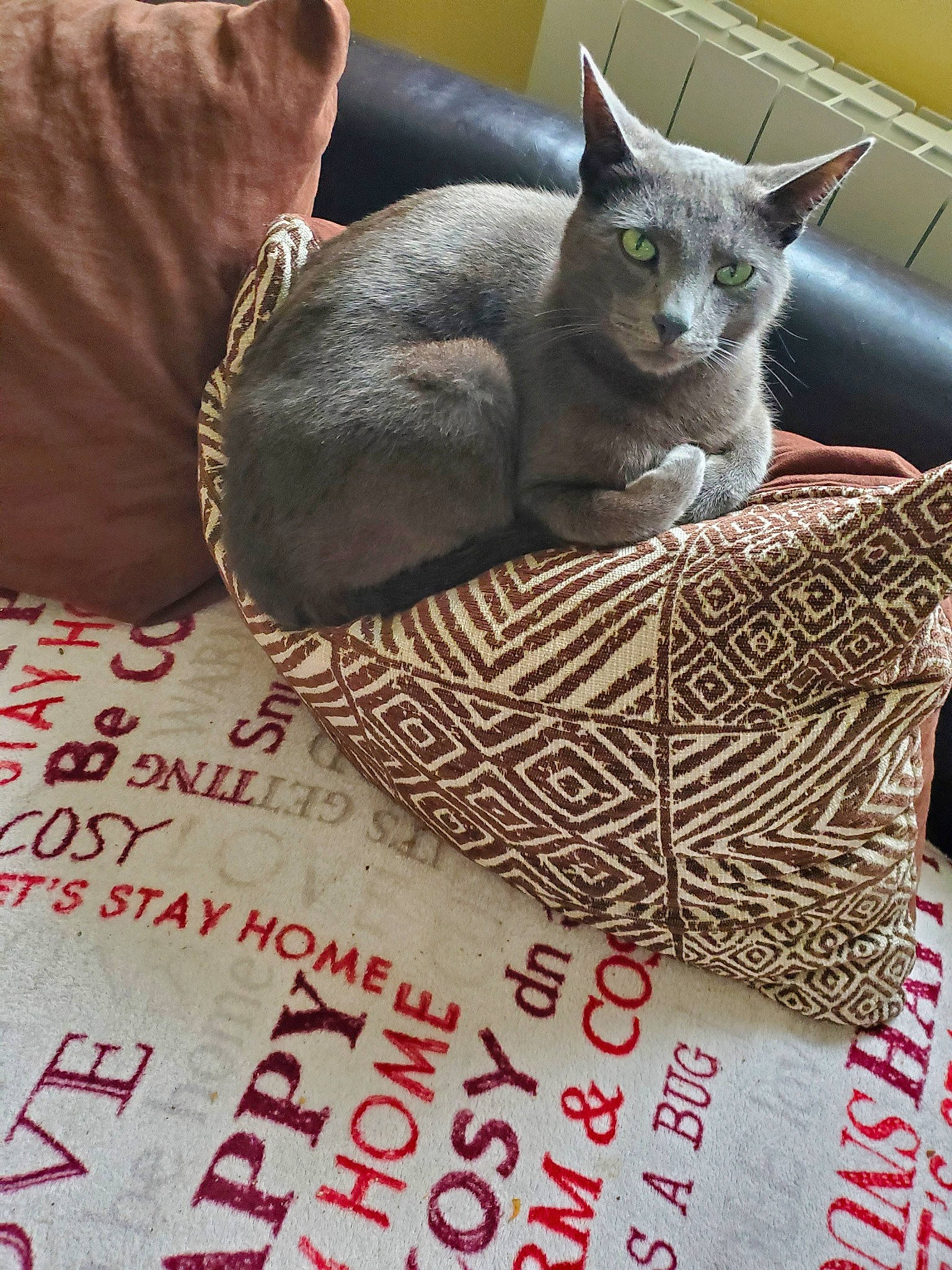 Jasper participe au concours pour gagner de l'argent avec cette photo : asian, british_shorthair, carnivore, cat, chartreux, domestic_short_haired_cat, european_shorthair, felidae, kitten, korat, mammal, nap, nebelung, photo_caption, russian_blue, singapura, small_to_medium_sized_cats, snout, whiskers