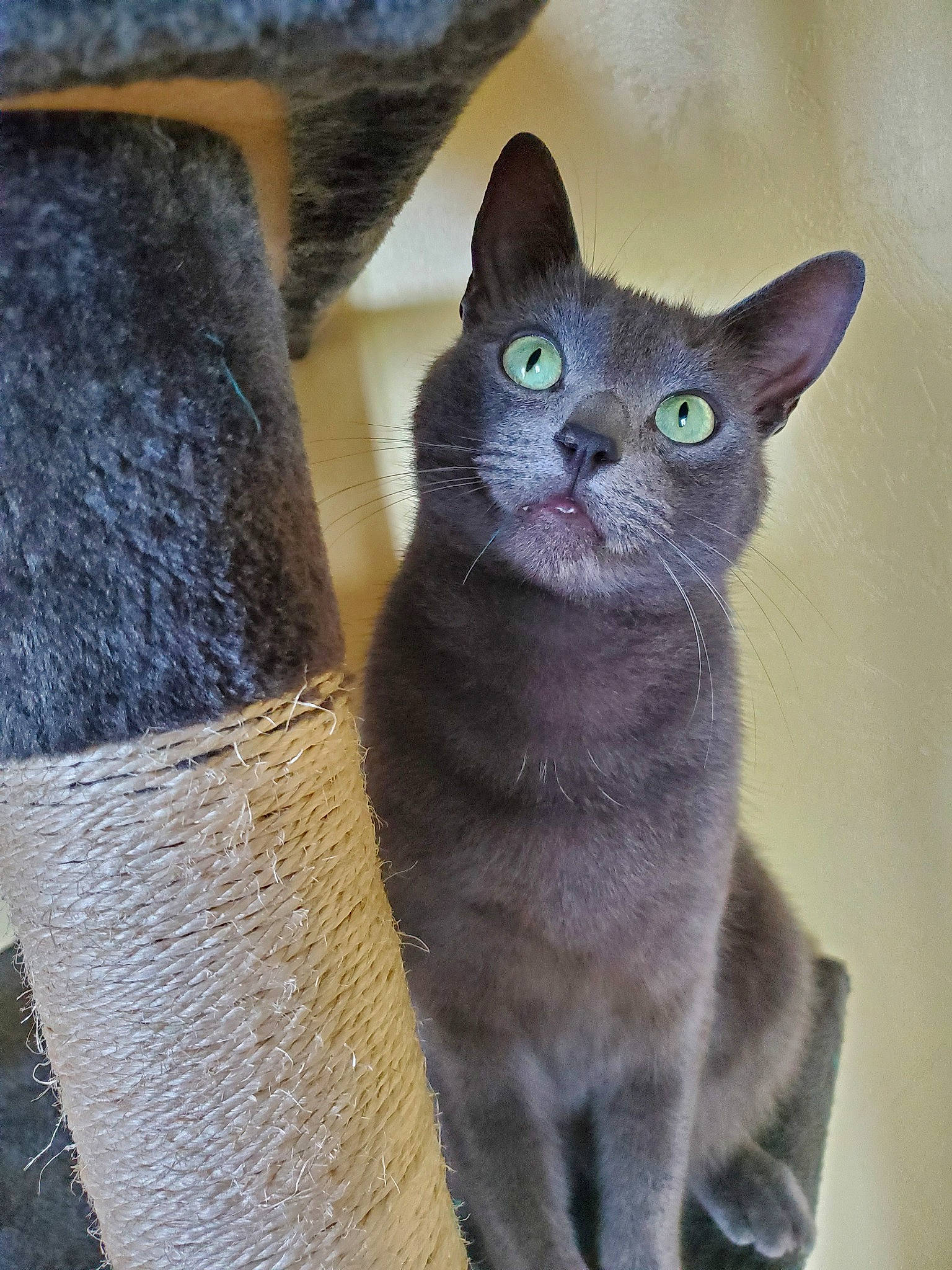 Jasper a rejoint le concours — aidez-le/la à gagner de superbes lots ! asian, british_shorthair, burmese, carnivore, cat, chartreux, domestic_short_haired_cat, felidae, german_rex, kitten, korat, mammal, nebelung, russian_blue, small_to_medium_sized_cats, snout, vertebrate, whiskers