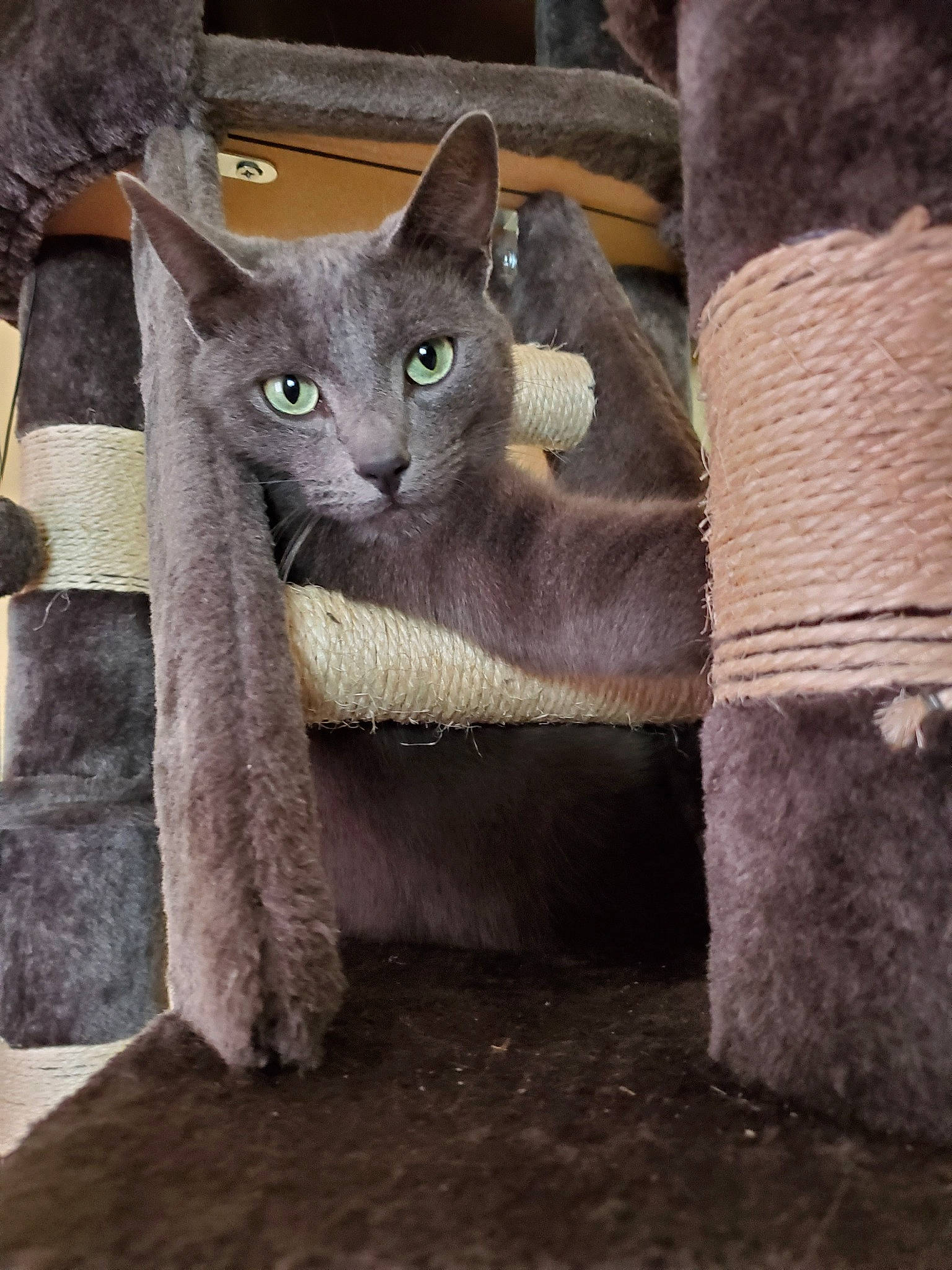 Jasper a rejoint le concours — aidez-le/la à gagner de superbes lots ! asian, british_shorthair, burmese, carnivore, cat, chartreux, domestic_short_haired_cat, fawn, felidae, kitten, korat, mammal, nebelung, russian_blue, small_to_medium_sized_cats, vertebrate, whiskers