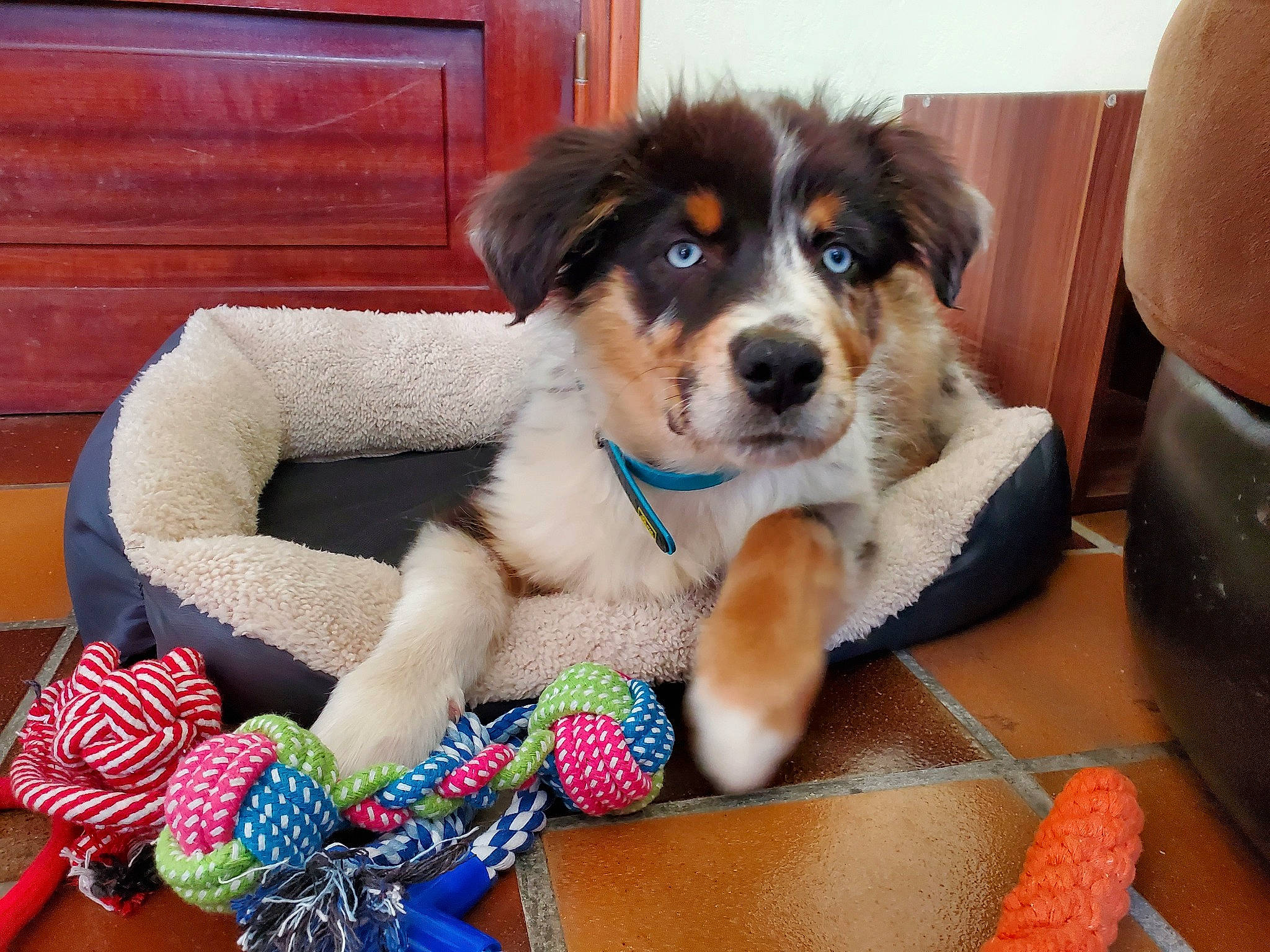 Pluto a rejoint le concours — aidez-le/la à gagner de superbes lots ! australian_shepherd, bernese_mountain_dog, canidae, carnivore, companion_dog, dog, dog_breed, english_shepherd, mammal, miniature_australian_shepherd, puppy, puppy_love, rare_breed_dog, sporting_group, vertebrate