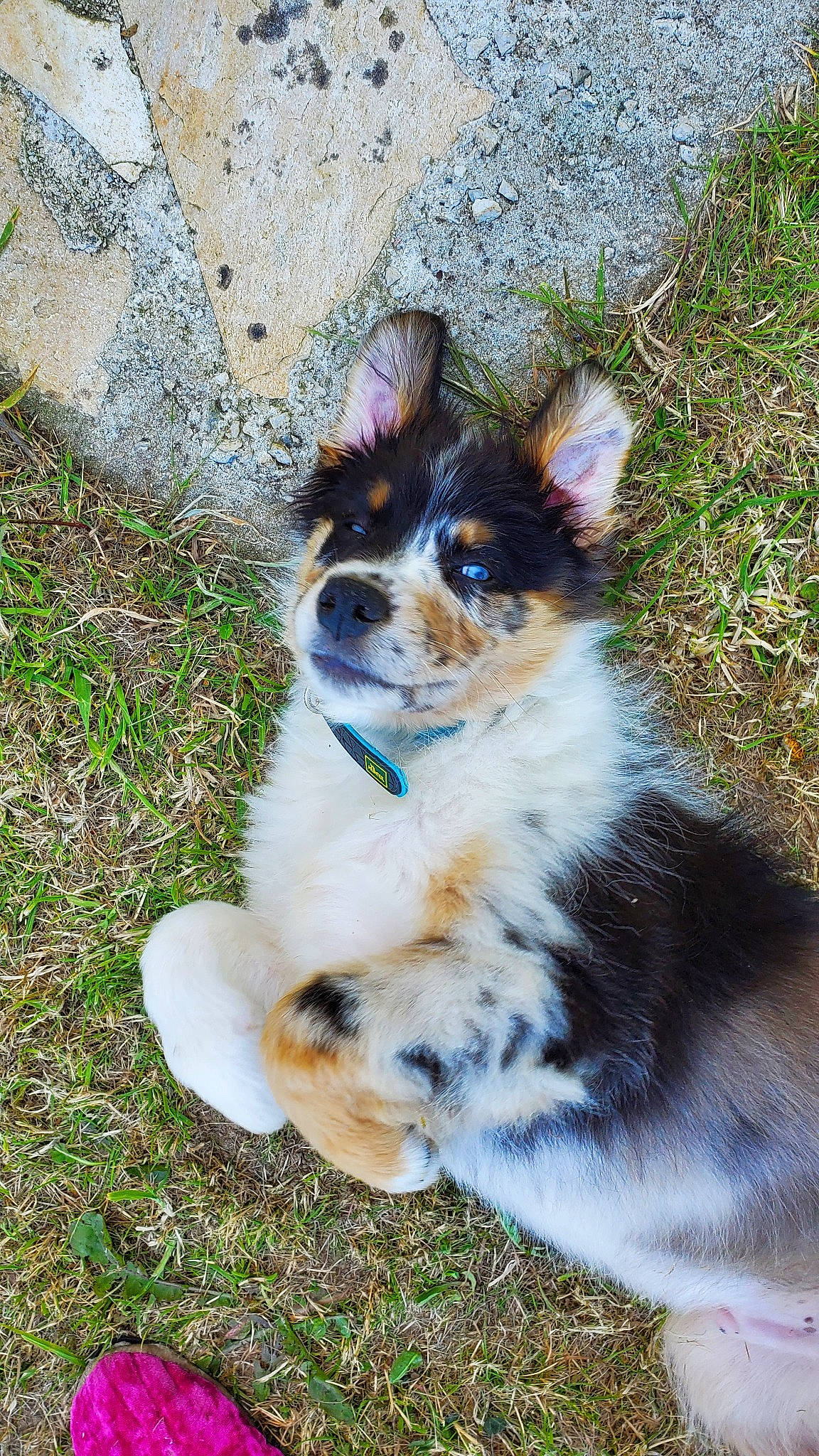 Pluto a rejoint le concours — aidez-le/la à gagner de superbes lots ! australian_collie, australian_shepherd, canidae, cardigan_welsh_corgi, carnivore, companion_dog, corgi_chihuahua, dog, dog_breed, herding_dog, mammal, miniature_australian_shepherd, puppy, sporting_group, texas_heeler, vertebrate, welsh_sheepdog, whiskers, working_dog