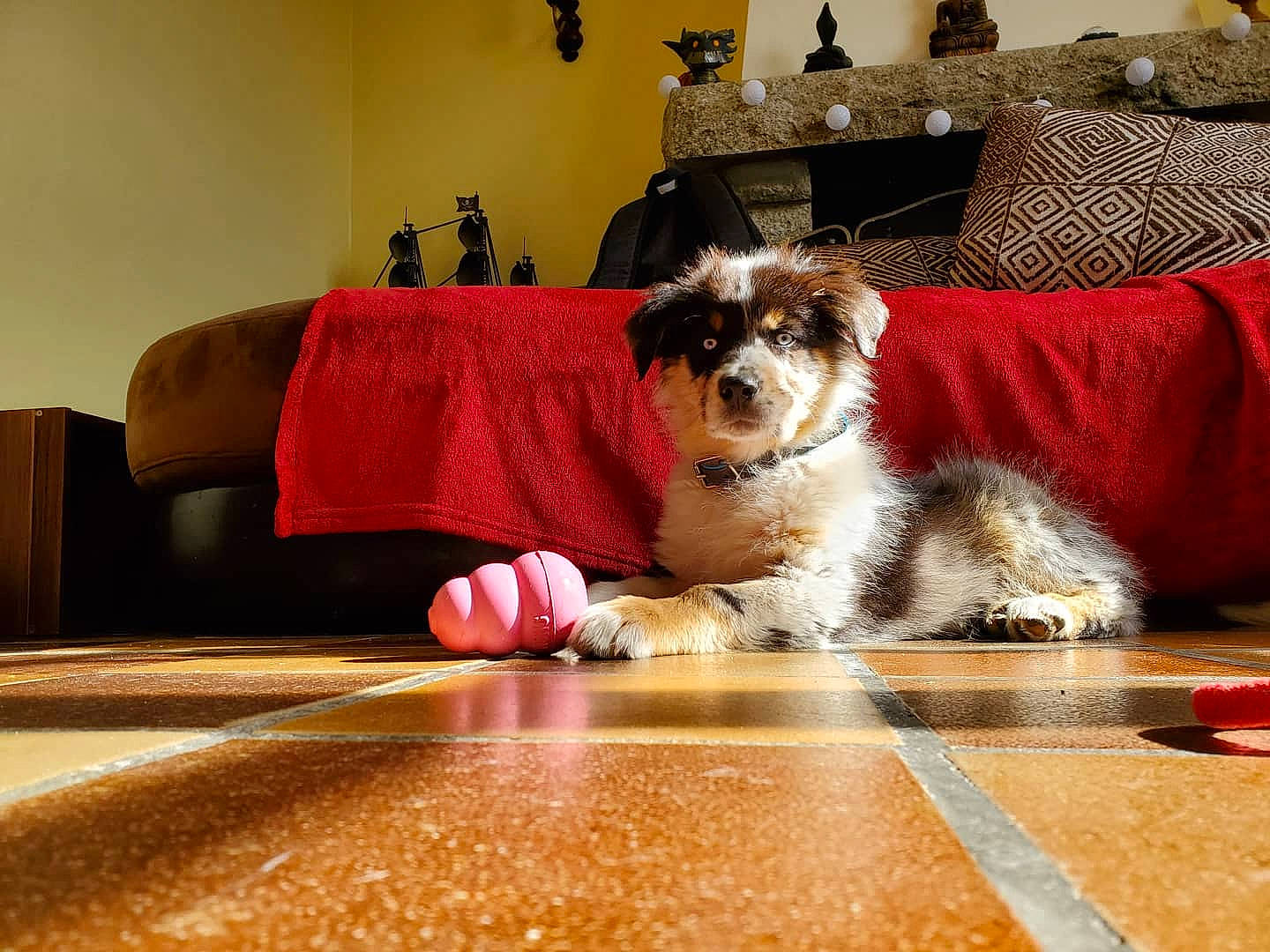 Pluto participe au concours pour gagner de l'argent avec cette photo : australian_shepherd, canidae, carnivore, cat, companion_dog, dog, dog_breed, floor, flooring, mammal, miniature_schnauzer, puppy, schnauzer, toy_dog, vertebrate, whiskers, yorkshire_terrier