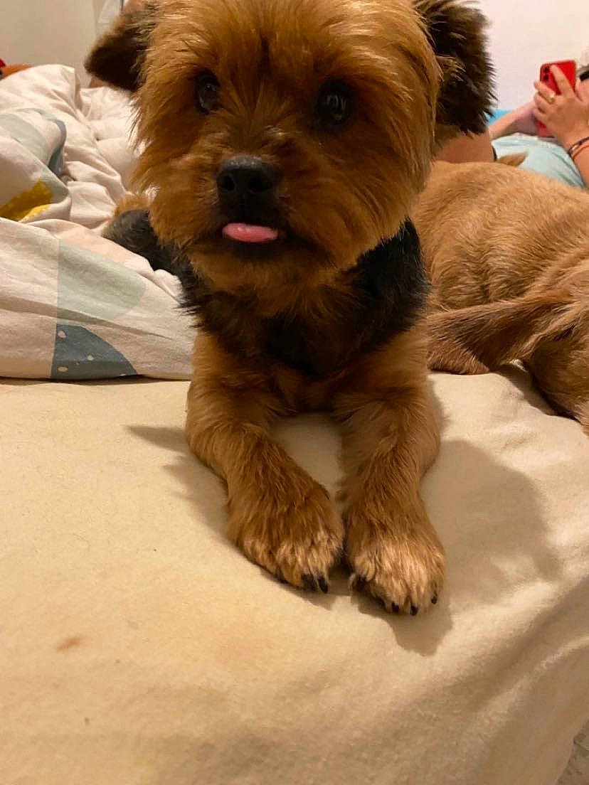 Chelsea a rejoint le concours — aidez-le/la à gagner de superbes lots ! canidae, carnivore, companion_dog, dog, dog_breed, dog_supply, fawn, flooring, fur, liver, maltepoo, personal_protective_equipment, puppy, small_terrier, snout, sporting_group, terrier, toy_dog, working_animal, yorkipoo