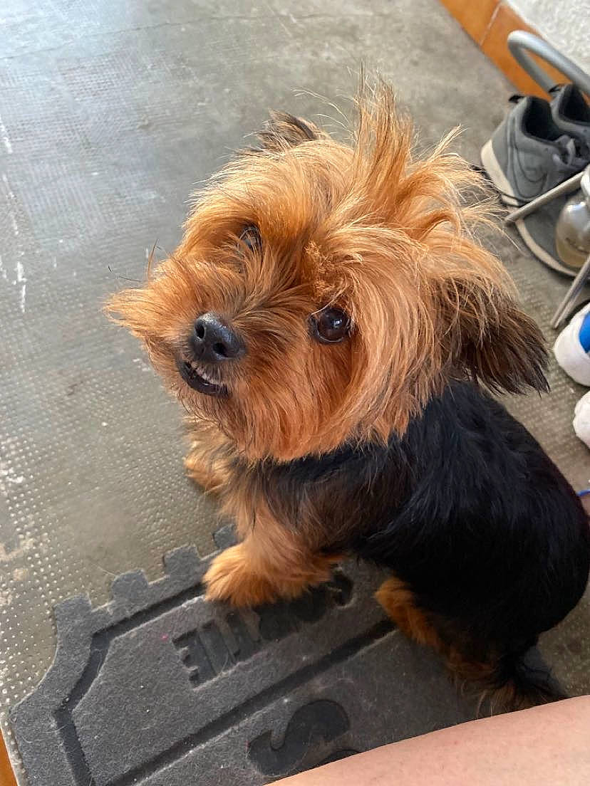 Chelsea a rejoint le concours — aidez-le/la à gagner de superbes lots ! biewer_terrier, canidae, carnivore, companion_dog, dog, dog_breed, dog_supply, fur, ingredient, liver, maltepoo, small_terrier, snout, sporting_group, terrier, toy_dog, working_animal, working_terrier, yorkipoo, yorkshire_terrier