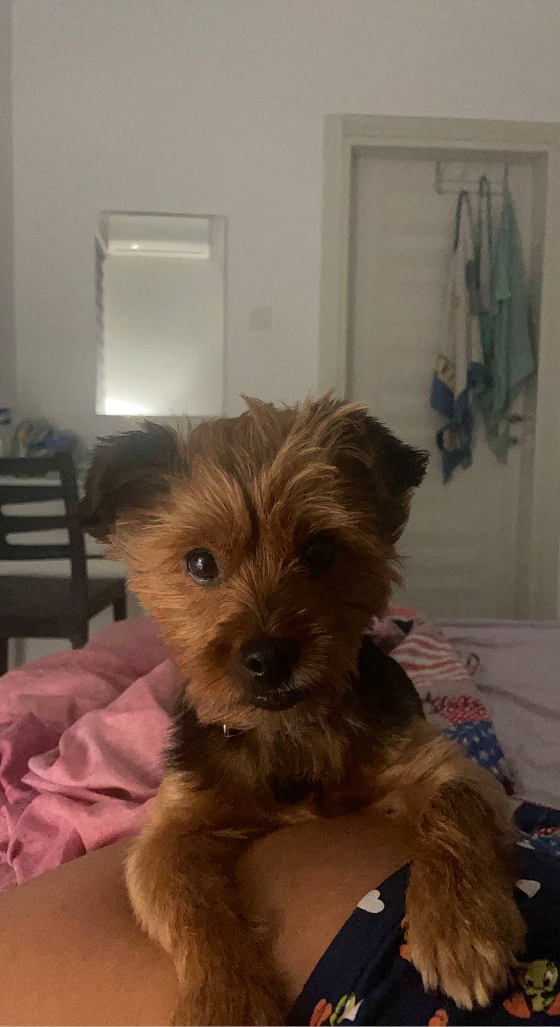 Chelsea a rejoint le concours — aidez-le/la à gagner de superbes lots ! biewer_terrier, carnivore, chair, companion_dog, dog, dog_breed, dog_supply, fawn, flooring, fur, liver, non_sporting_group, picture_frame, small_terrier, snout, terrier, toy_dog, working_animal, yorkipoo