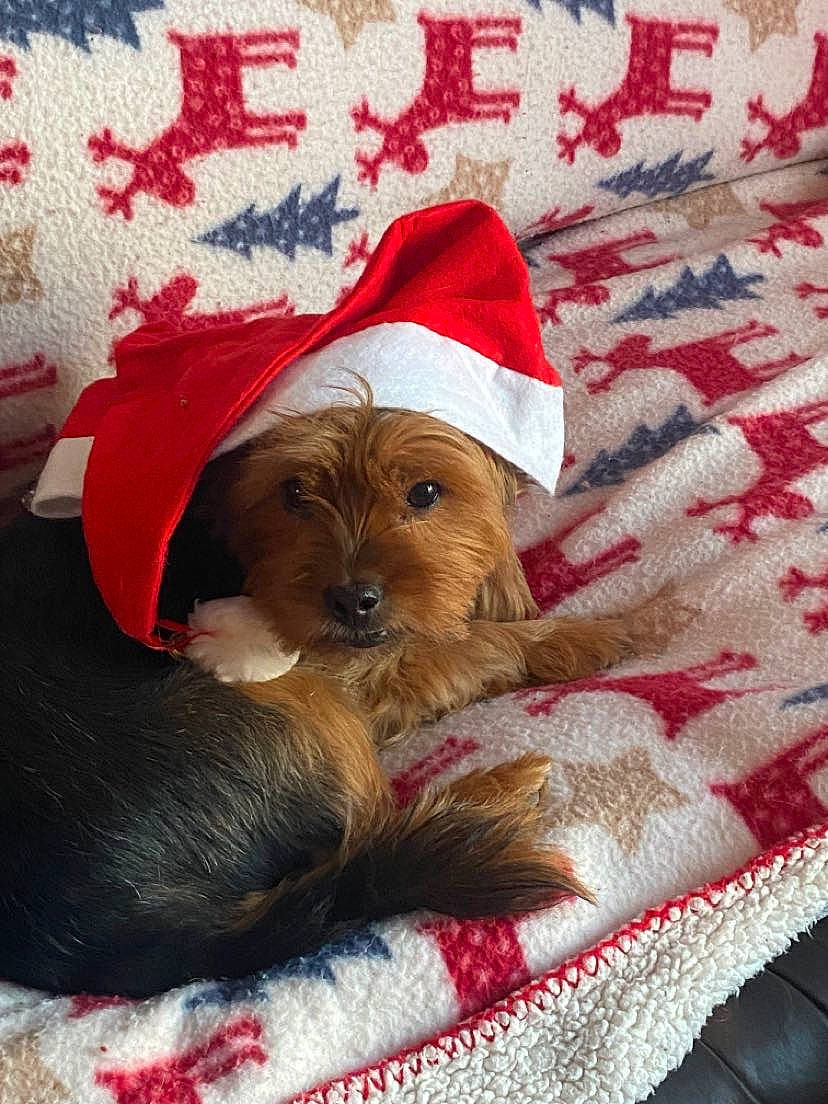 Chelsea participe au concours pour gagner de l'argent avec cette photo : canidae, carnivore, christmas, christmas_eve, companion_dog, costume_hat, dog, dog_breed, dog_clothes, dog_supply, event, fawn, fur, hat, holiday, linens, santa_claus, sporting_group, toy, toy_dog