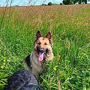 Hoshi participe au concours pour gagner de l'argent avec cette photo : dog, german_shepherd, animal, pet, grass, meadow, wildflowers, outdoor, nature, sunny, sky, clouds, canine, tongue_out, happy, greenery, summer, field, resting, playful