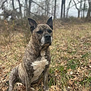 Chavo is registered to the contest to win money with this photo: dog, brindle, sitting, outdoor, autumn, leaves, grass, nature, forest, trees, pet, canine, animal, fur, ears, alert, brown, white, background_blur, daylight