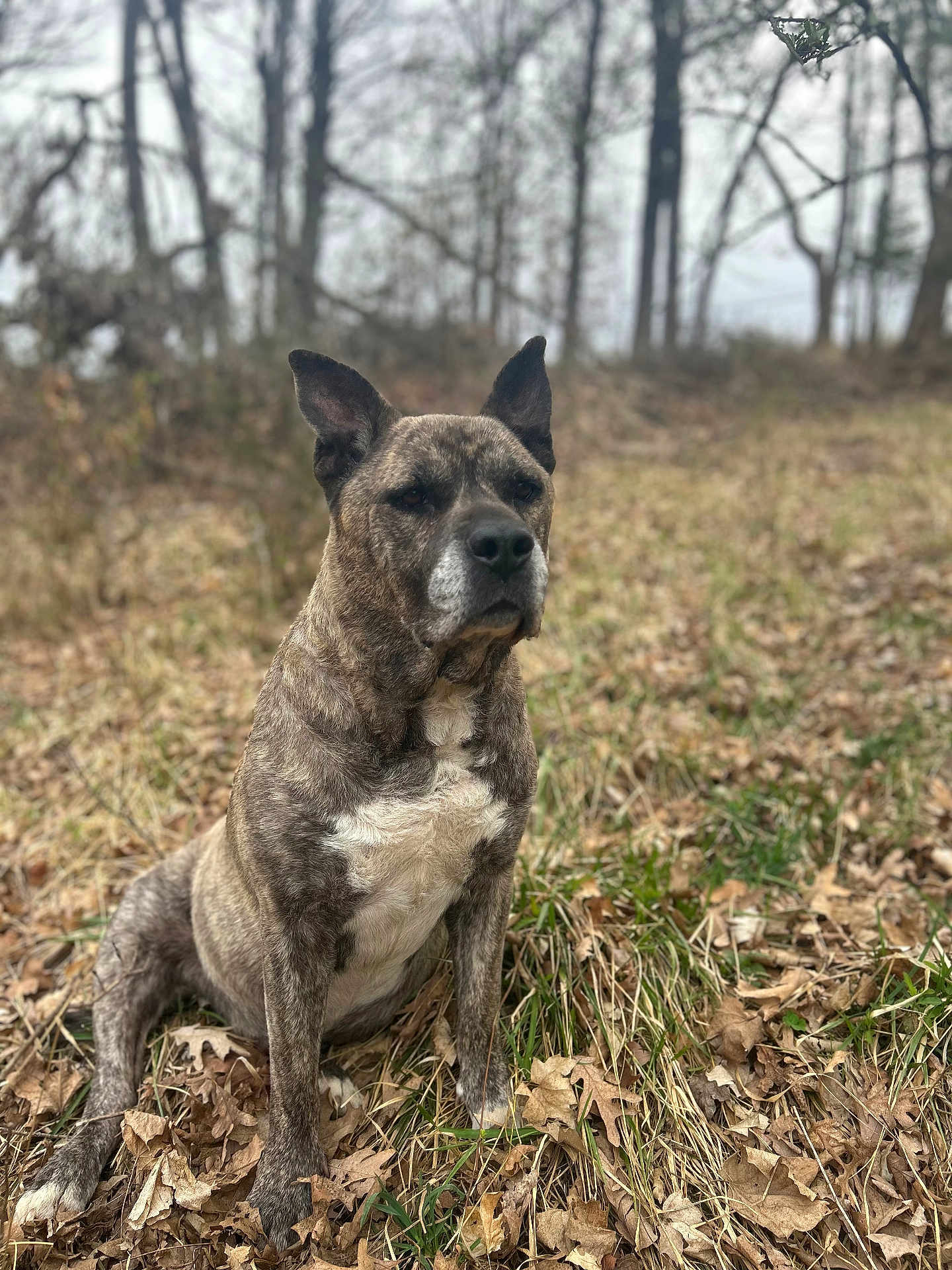 Chavo is registered to the contest to win money with this photo: dog, brindle, sitting, outdoor, autumn, leaves, grass, nature, forest, trees, pet, canine, animal, fur, ears, alert, brown, white, background_blur, daylight