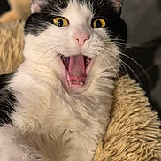Sacha participe au concours pour gagner de l'argent avec cette photo : cat, black_and_white, yellow_eyes, mouth_open, surprised, fur, whiskers, pet, animal, indoor, blanket, fluffy, close_up, face, cute, feline, domestic_cat, resting, soft, paw
