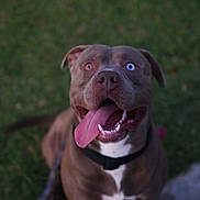 Ozias joined the competition — help win amazing prizes! dog, canine, pet, tongue_out, heterochromia, brown_fur, white_chest, collar, leash, outdoor, grass, happy, playful, animal, mammal, cute, friendly, sitting, closeup, tongue