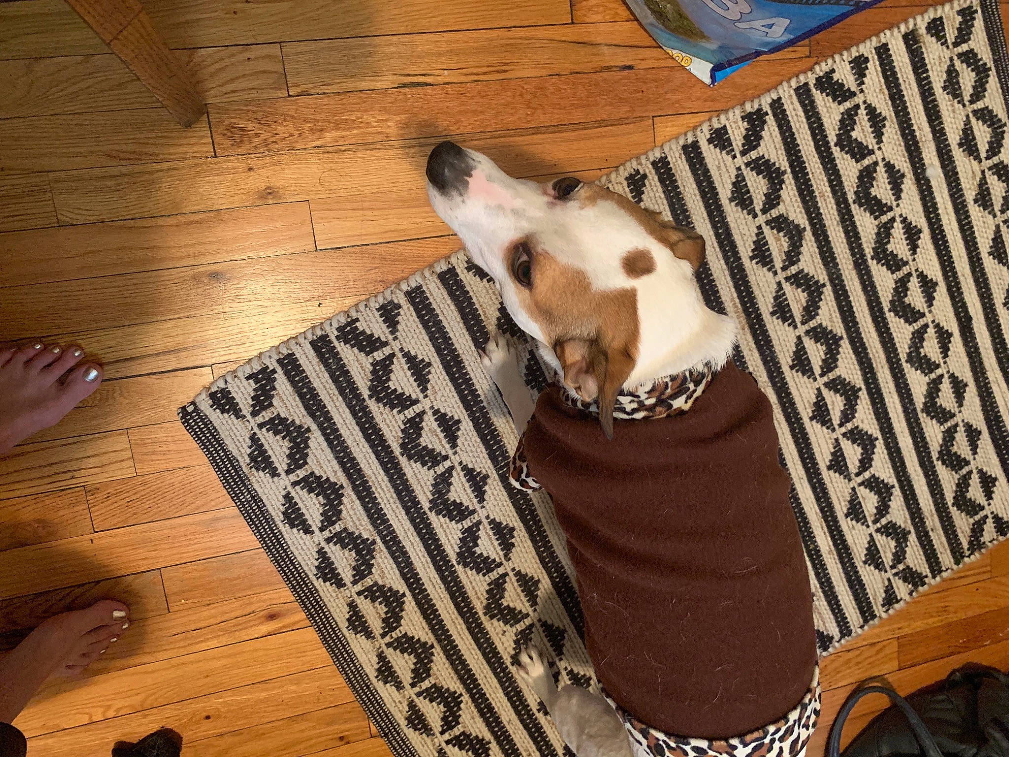 Patton is registered to the contest to win money with this photo: canidae, carnivore, companion_dog, dog, dog_breed, fawn, floor, flooring, hardwood, jack_russell_terrier, mammal, paw, puppy, sporting_group, wood