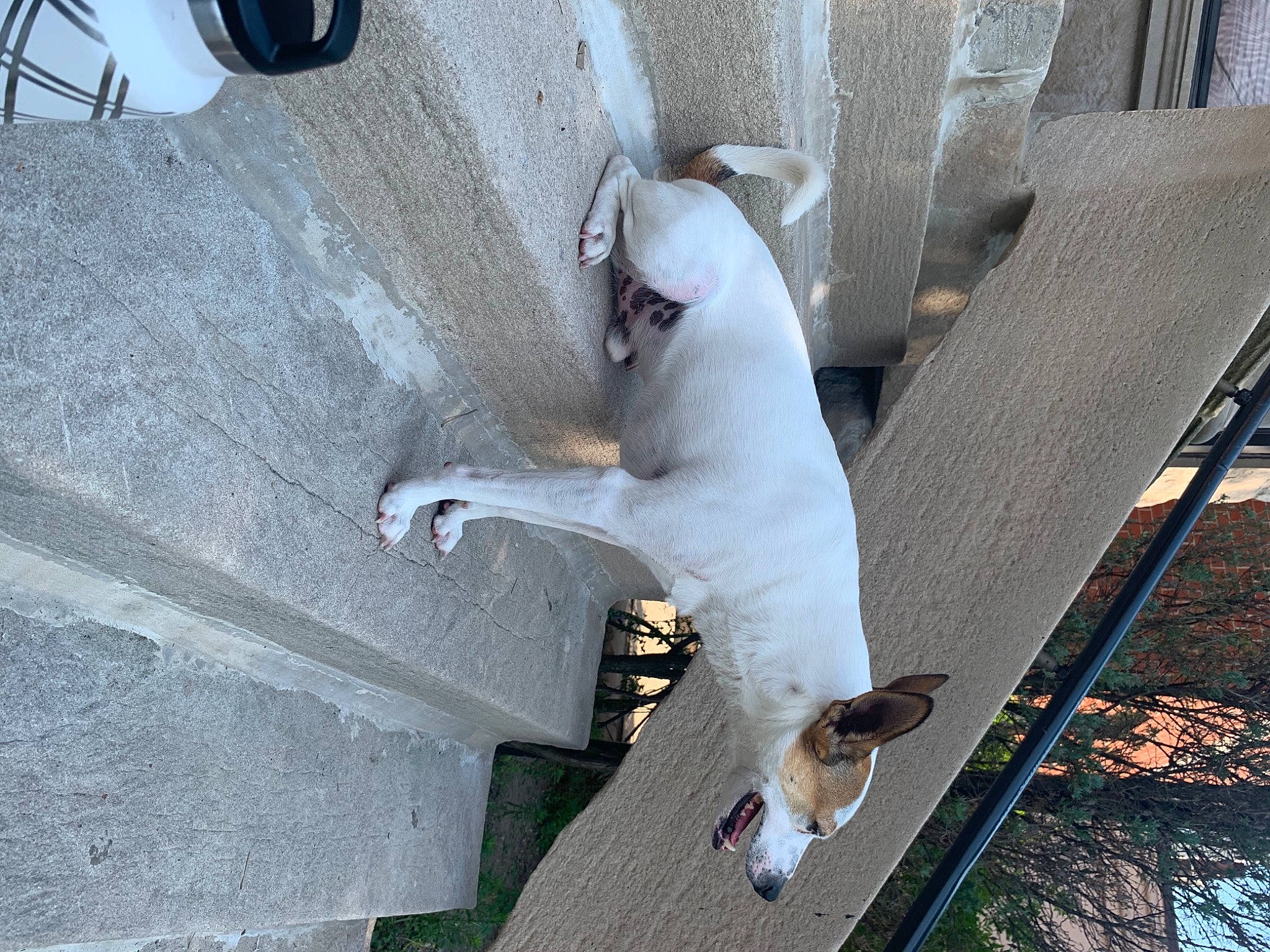 Patton joined the competition — help win amazing prizes! canidae, carnivore, dog, dog_breed, fawn, jack_russell_terrier, mammal, tail