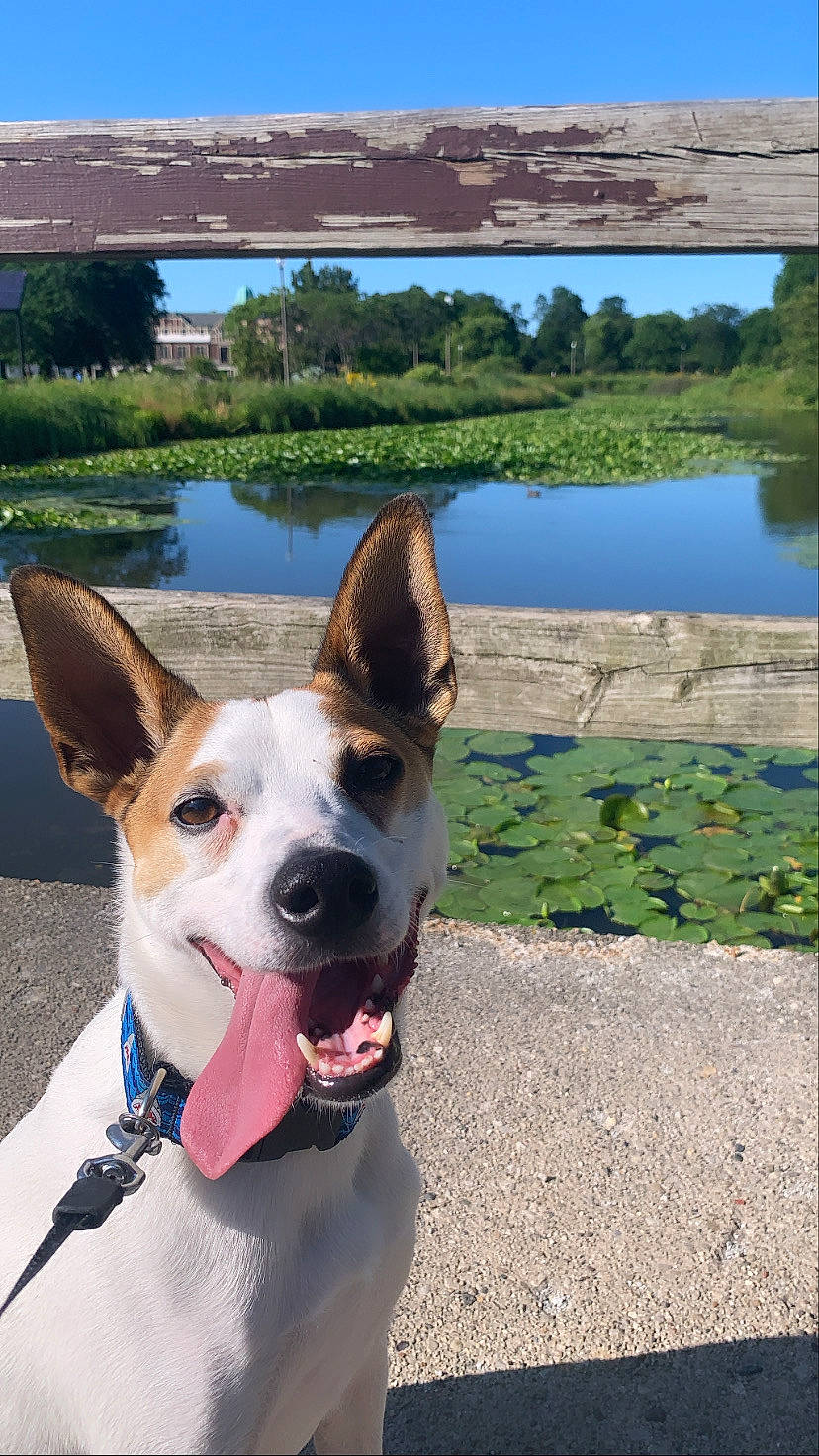 Patton joined the competition — help win amazing prizes! canidae, cardigan_welsh_corgi, carnivore, carolina_dog, dog, dog_breed, dog_collar, fawn, formosan_mountain_dog, leash, mammal, rat_terrier, snout, vertebrate