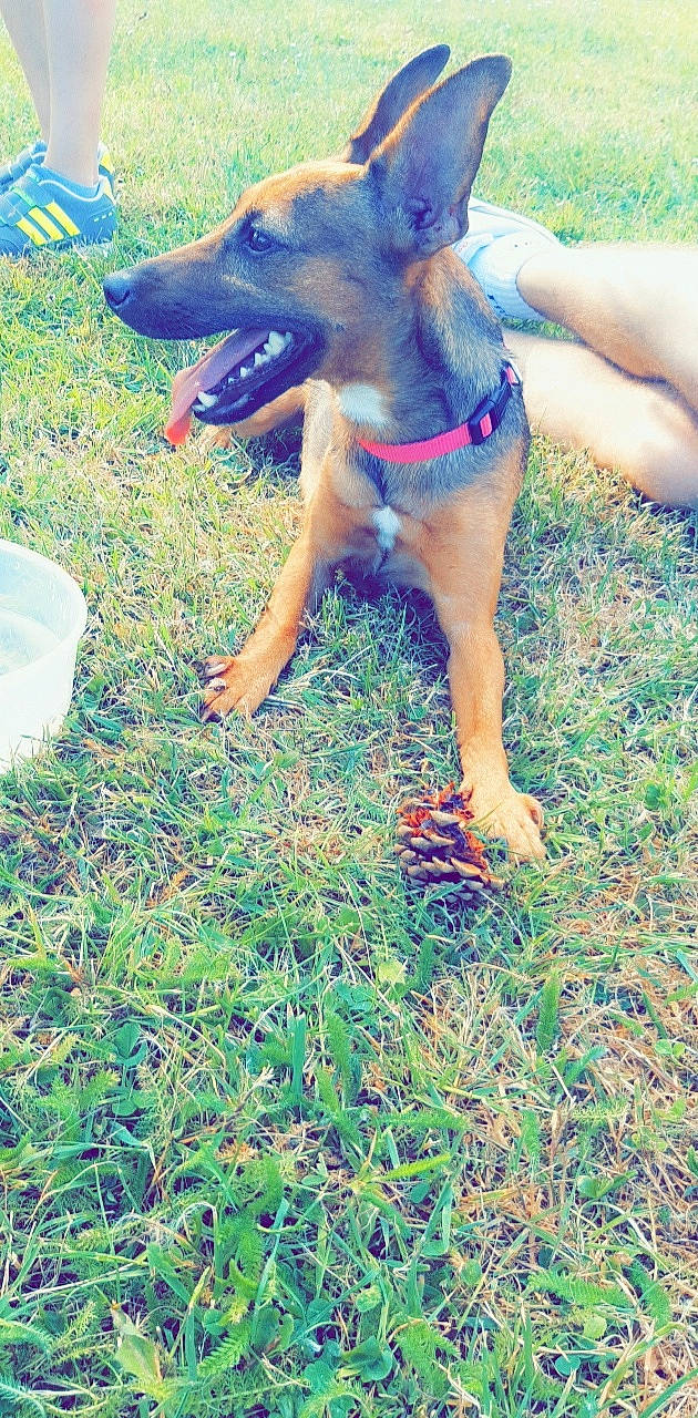 Laya participe au concours pour gagner de l'argent avec cette photo : canidae, carnivore, dog, dog_breed, fawn, german_shepherd_dog, grass, working_dog