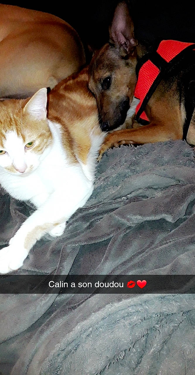 Roukin participe au concours pour gagner de l'argent avec cette photo : canidae, carnivore, cat, dog, dog_breed, fawn, felidae, mammal, photo_caption, whiskers