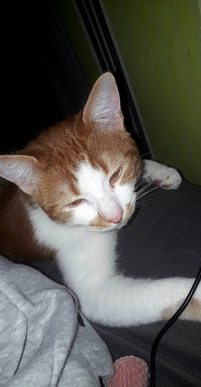 Roukin a rejoint le concours — aidez-le/la à gagner de superbes lots ! aegean_cat, american_wirehair, arabian_mau, carnivore, cat, domestic_short_haired_cat, european_shorthair, fawn, felidae, kitten, nap, small_to_medium_sized_cats, tail, whiskers