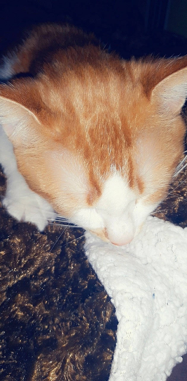 Roukin participe au concours pour gagner de l'argent avec cette photo : aegean_cat, carnivore, cat, european_shorthair, eye, fawn, felidae, fur, kitten, nose, sky, sleep, small_to_medium_sized_cats, tail, whiskers