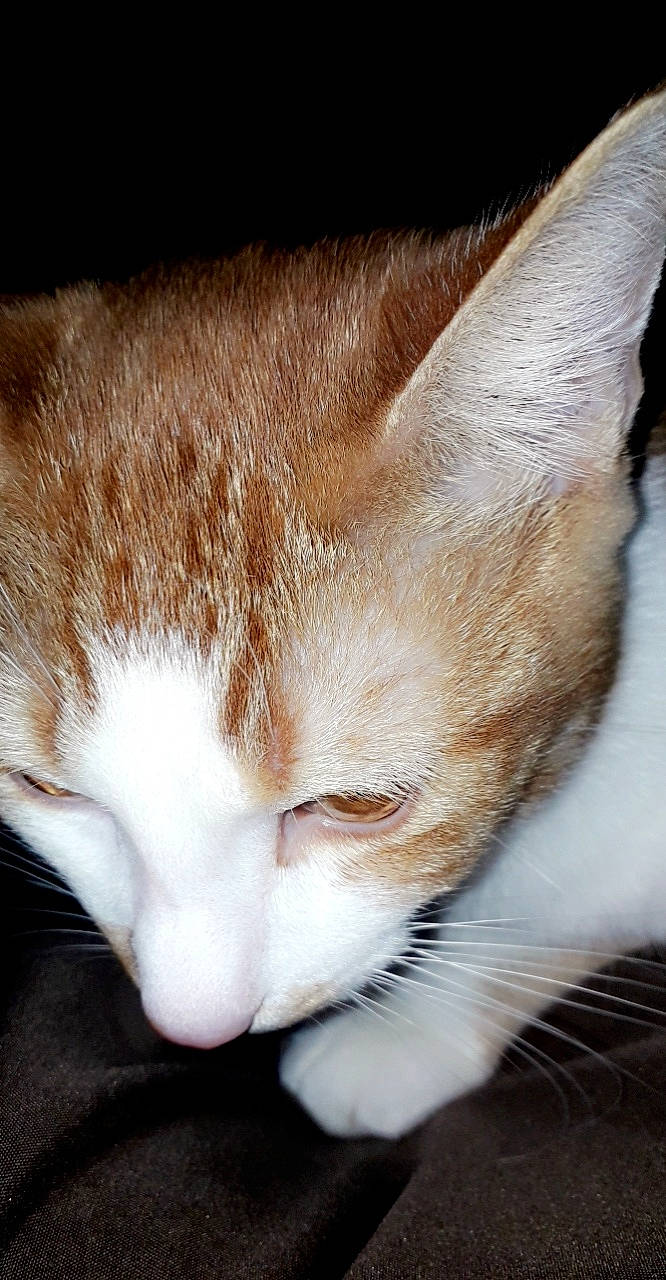 Roukin participe au concours pour gagner de l'argent avec cette photo : aegean_cat, american_wirehair, asian, carnivore, cat, close_up, domestic_short_haired_cat, ear, european_shorthair, eye, felidae, fur, kitten, mammal, nap, nose, small_to_medium_sized_cats, snout, tail, whiskers