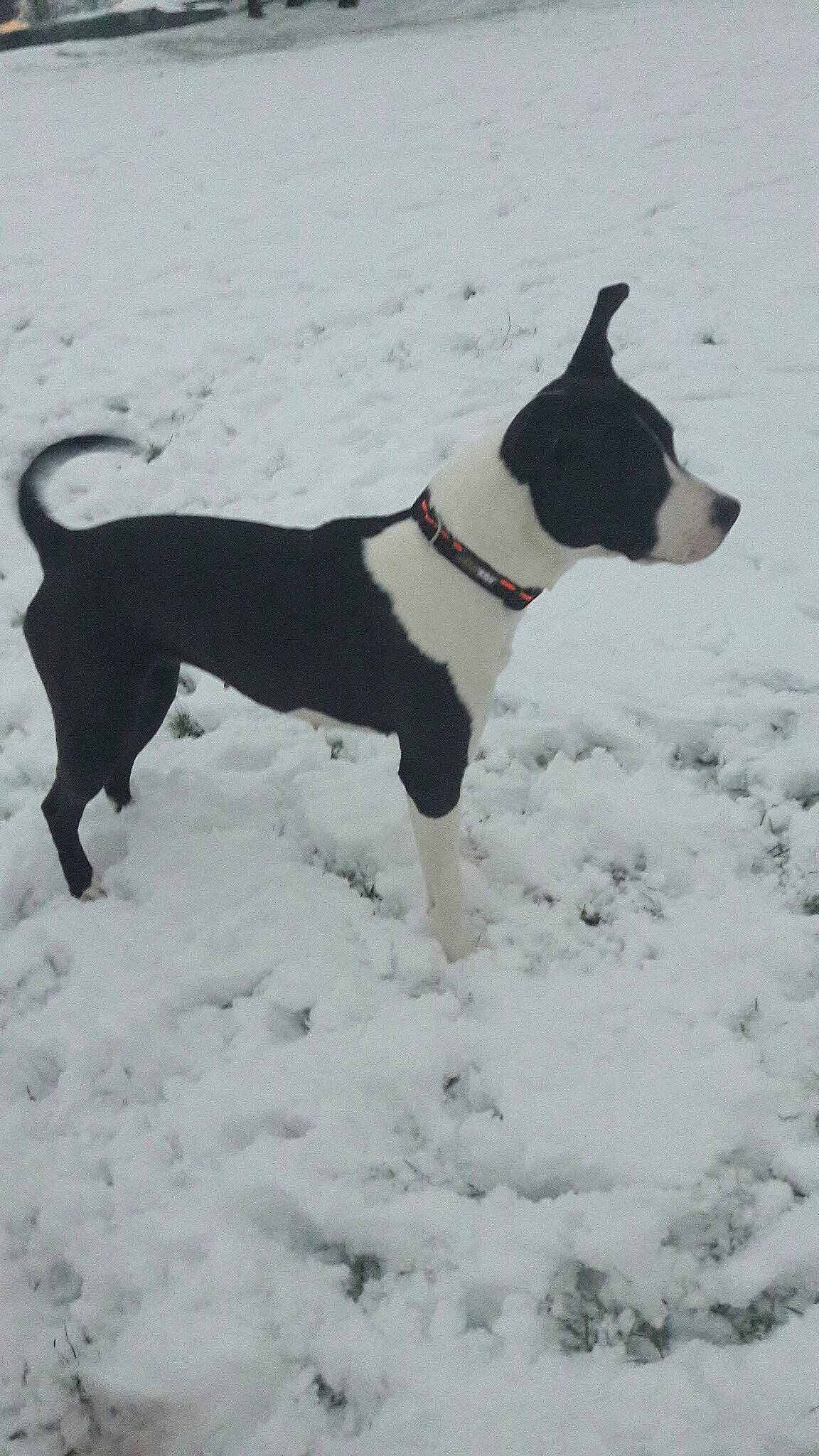 Lika participe au concours pour gagner de l'argent avec cette photo : american_pit_bull_terrier, american_staffordshire_terrier, bull_and_terrier, canidae, carnivore, dog, dog_breed, feist, mammal, non_sporting_group, rare_breed_dog, snow, sporting_group, tail, vertebrate