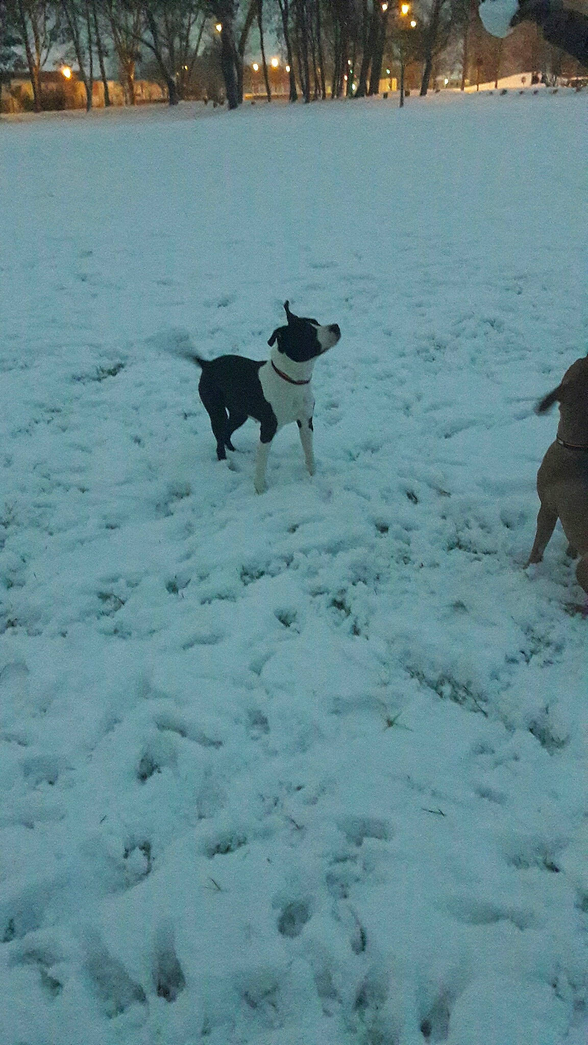 Lika a rejoint le concours — aidez-le/la à gagner de superbes lots ! canidae, carnivore, dog, dog_breed, dog_walking, freezing, hunting_dog, ocean, snow, sporting_group, winter