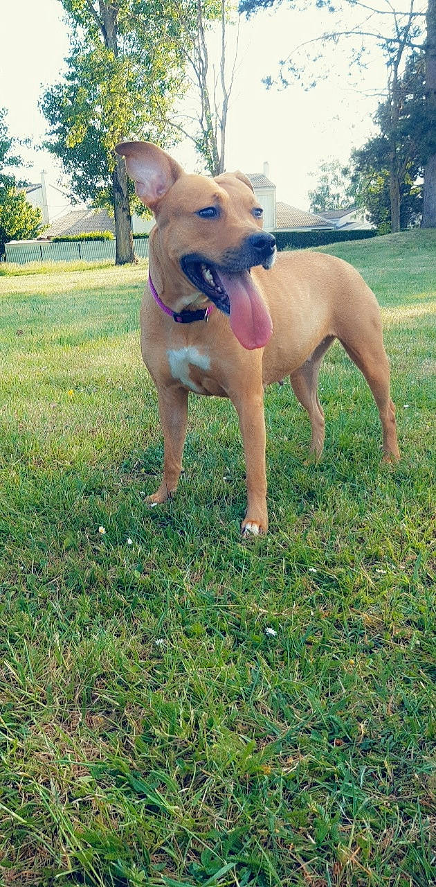 Isis participe au concours pour gagner de l'argent avec cette photo : american_pit_bull_terrier, canidae, carnivore, companion_dog, dog, dog_breed, fawn, grass, mammal, non_sporting_group, pit_bull, rare_breed_dog, sporting_group, vertebrate