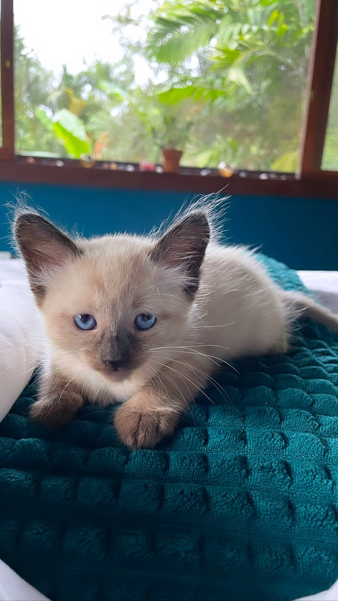 Cosmo joined the competition — help win amazing prizes! azure, carnivore, cat, claw, domestic_short_haired_cat, eye, fawn, felidae, fur, paw, siamese, small_to_medium_sized_cats, snout, tail, terrestrial_animal, whiskers