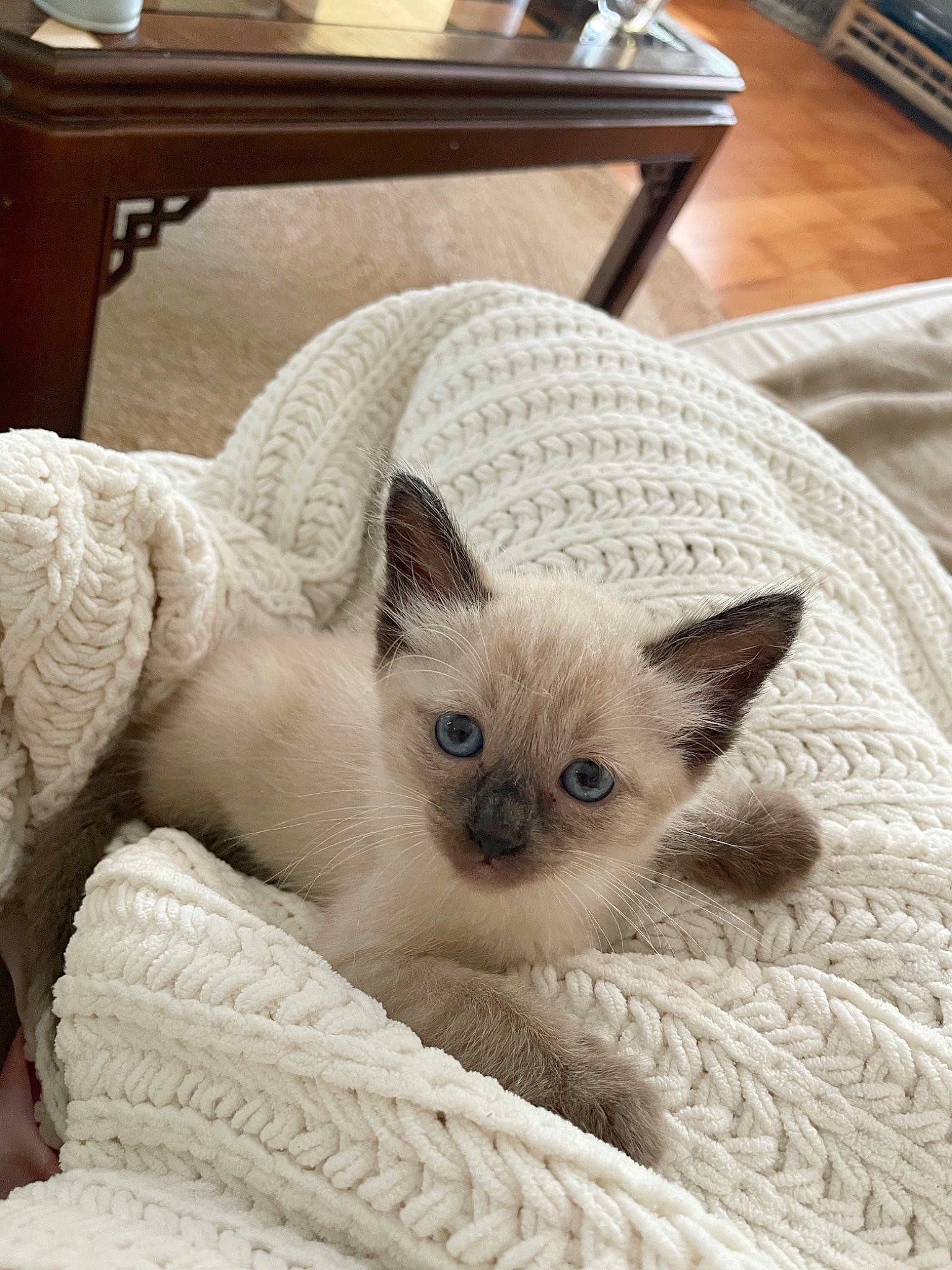 Cosmo joined the competition — help win amazing prizes! blue, carnivore, cat, comfort, computer_keyboard, creative_arts, desk, domestic_short_haired_cat, eye, fawn, felidae, fur, head, siamese, small_to_medium_sized_cats, snout, table, tail, terrestrial_animal, whiskers