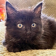 Nox joined the competition — help win amazing prizes! kitten, black_cat, cat, pet, animal, feline, fluffy, cute, whiskers, ears, eyes, closeup, indoor, blanket, cozy, fur, young, domestic_cat, resting, curious