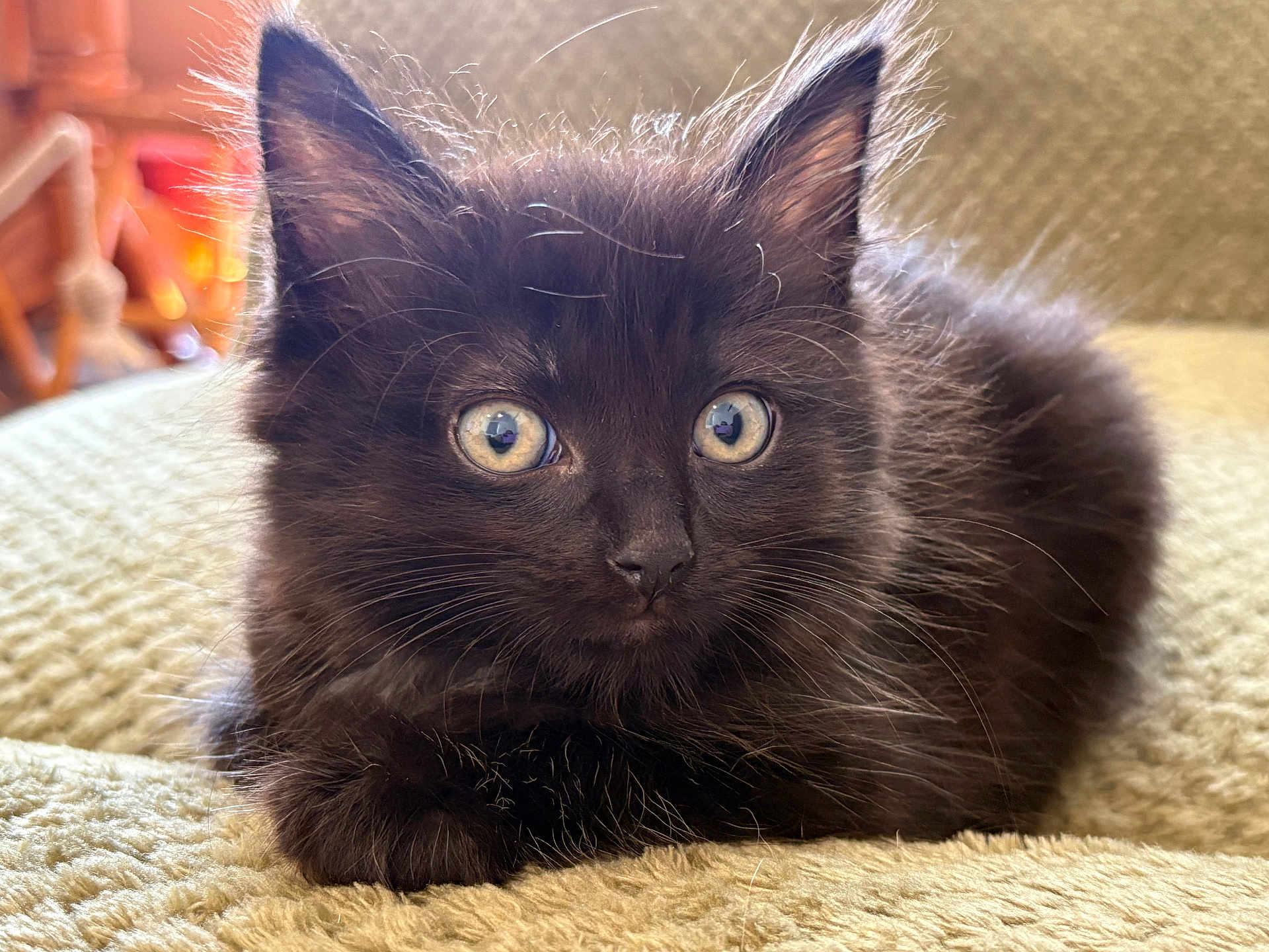 Nox joined the competition — help win amazing prizes! kitten, black_cat, cat, pet, animal, feline, fluffy, cute, whiskers, ears, eyes, closeup, indoor, blanket, cozy, fur, young, domestic_cat, resting, curious