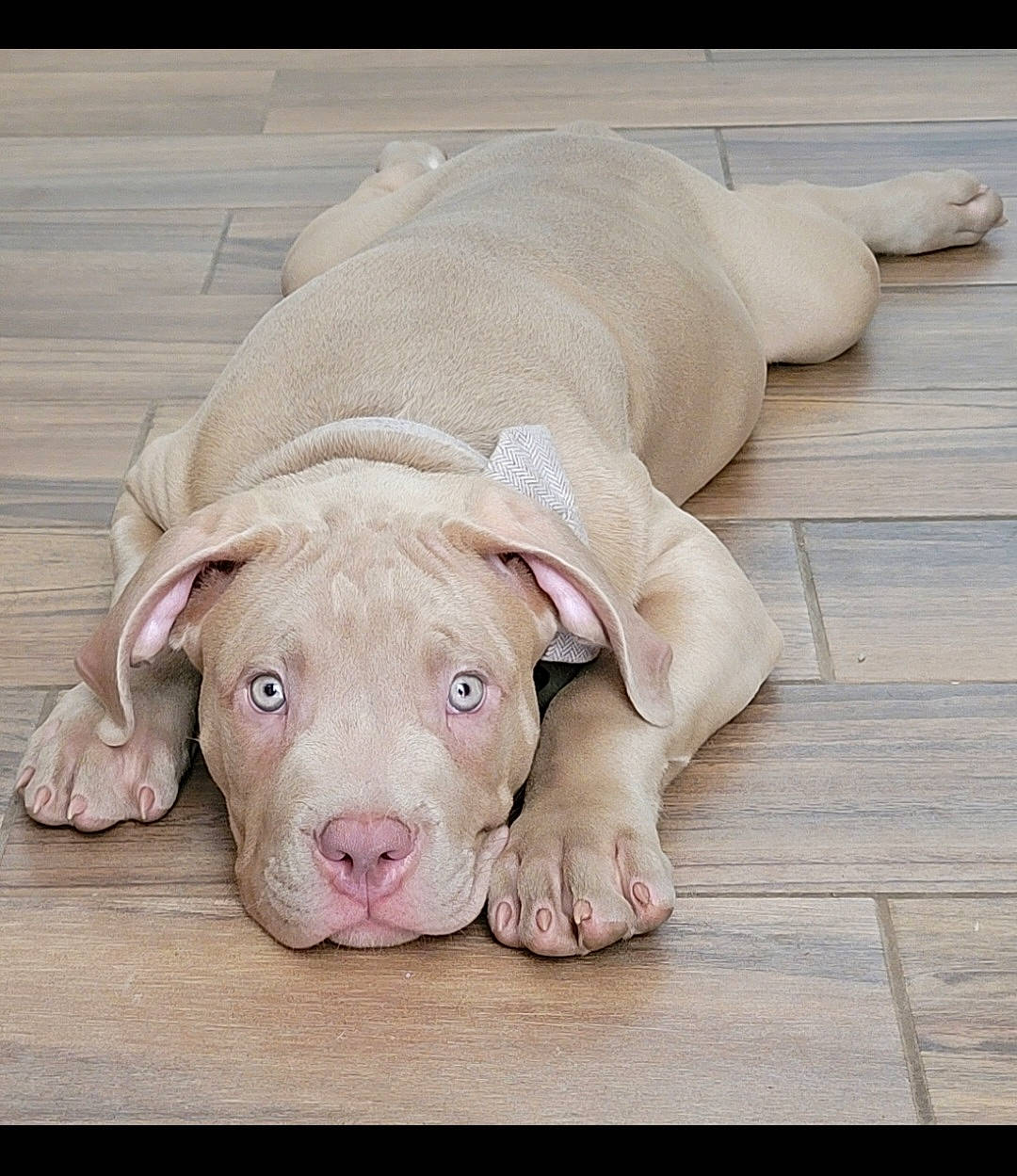 D'Jango is registered to the contest to win money with this photo: canidae, carnivore, comfort, companion_dog, dog, dog_breed, dog_supply, fawn, flooring, hardwood, ingredient, liver, paw, pet_supply, snout, sporting_group, terrestrial_animal, whiskers, wood, working_animal