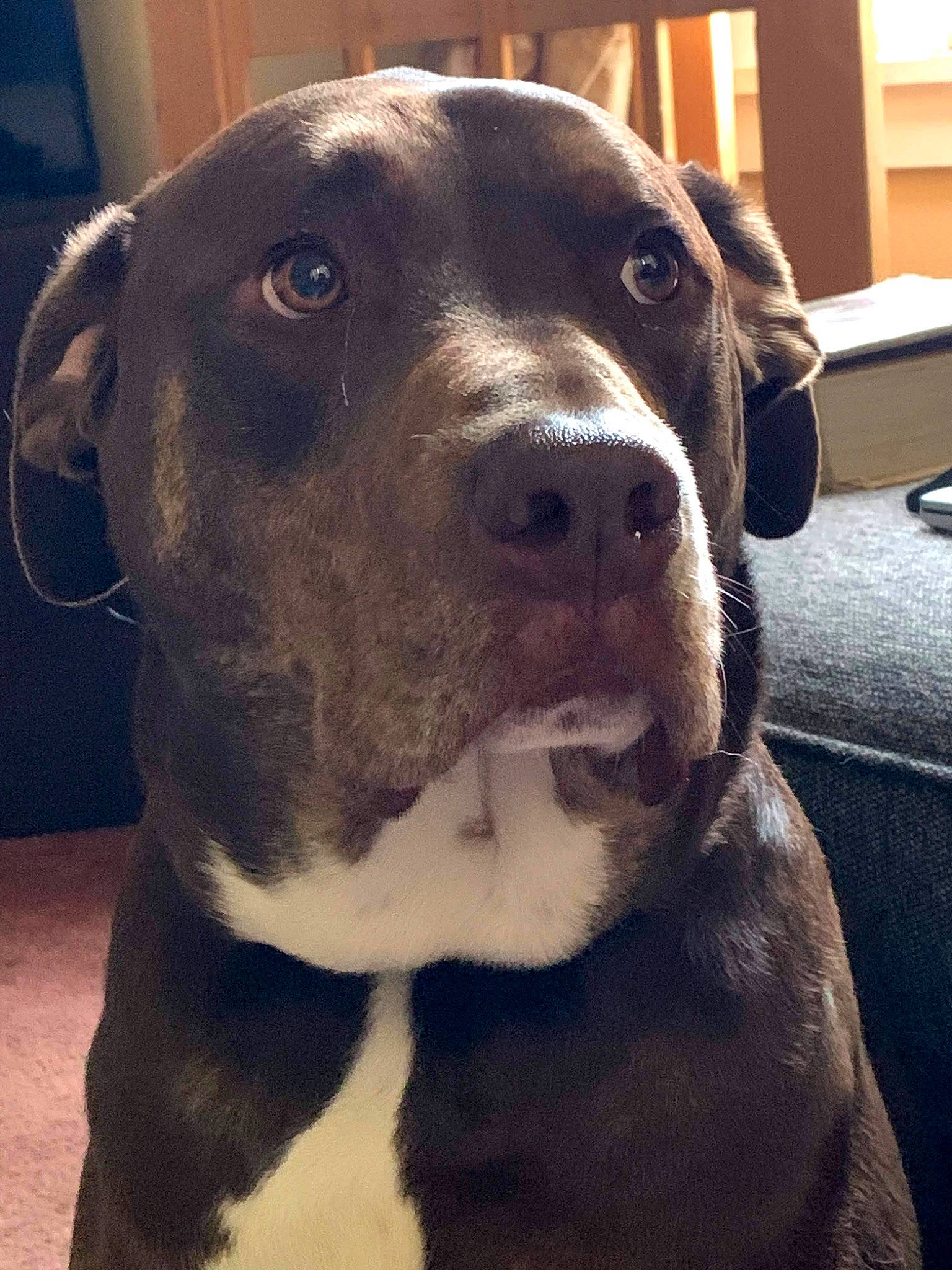 Cash is registered to the contest to win money with this photo: borador, canidae, carnivore, collar, companion_dog, dog, dog_breed, dog_collar, eye, fawn, fur, gun_dog, metal, non_sporting_group, pet_supply, snout, sporting_group, whiskers, working_animal, working_dog