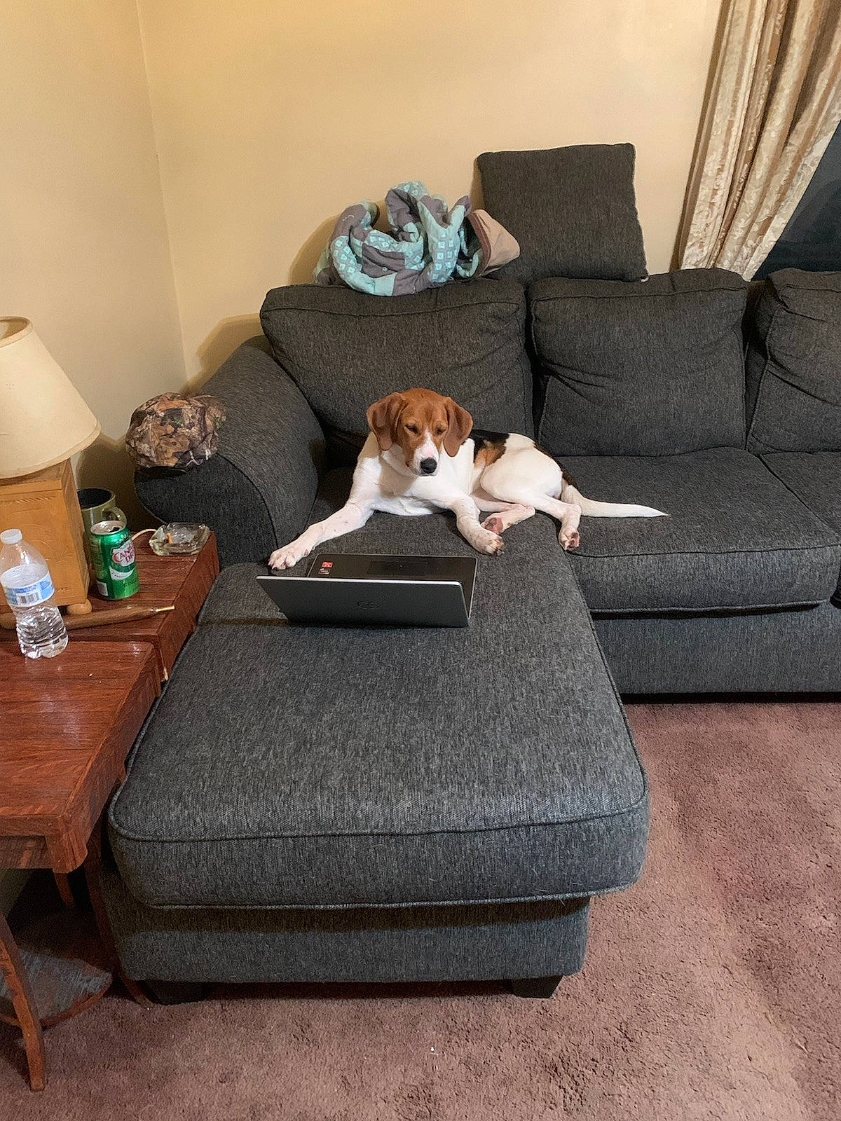 Lilly is registered to the contest to win money with this photo: brown, carnivore, comfort, companion_dog, couch, dog, dog_breed, fawn, floor, flooring, furniture, grey, hardwood, lamp, living_room, pillow, rectangle, studio_couch, table, wood