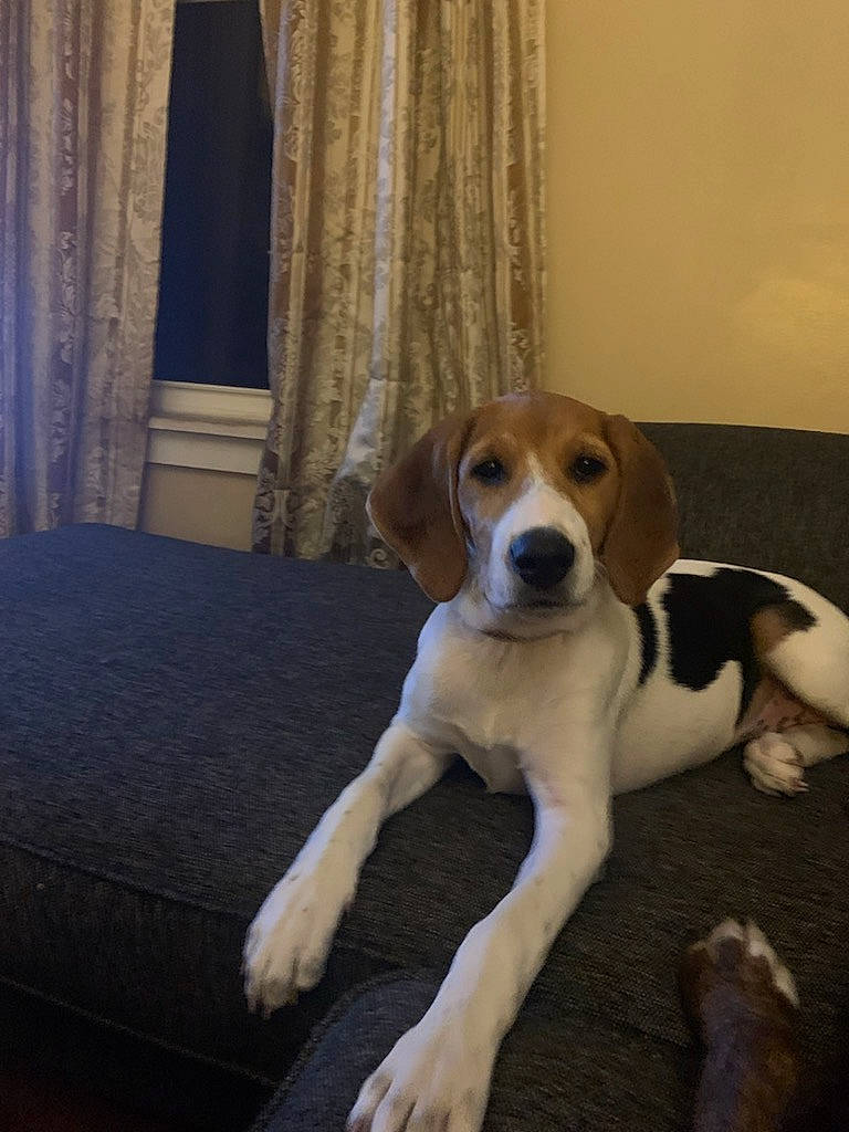 Lilly joined the competition — help win amazing prizes! ball, canidae, carnivore, comfort, companion_dog, curtain, dog, dog_breed, fawn, floor, flooring, hardwood, hound, scent_hound, snout, sporting_group, tail, window_treatment, wood, working_animal