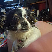 Maiseymay joined the competition — help win amazing prizes! animal, black_and_white_fur, candid, close_up, cluttered_background, collar, companion, cute, dog, domestic_animal, expressive_eyes, finger, furry, household, indoor, pet, portrait, small_dog, snout, whiskers