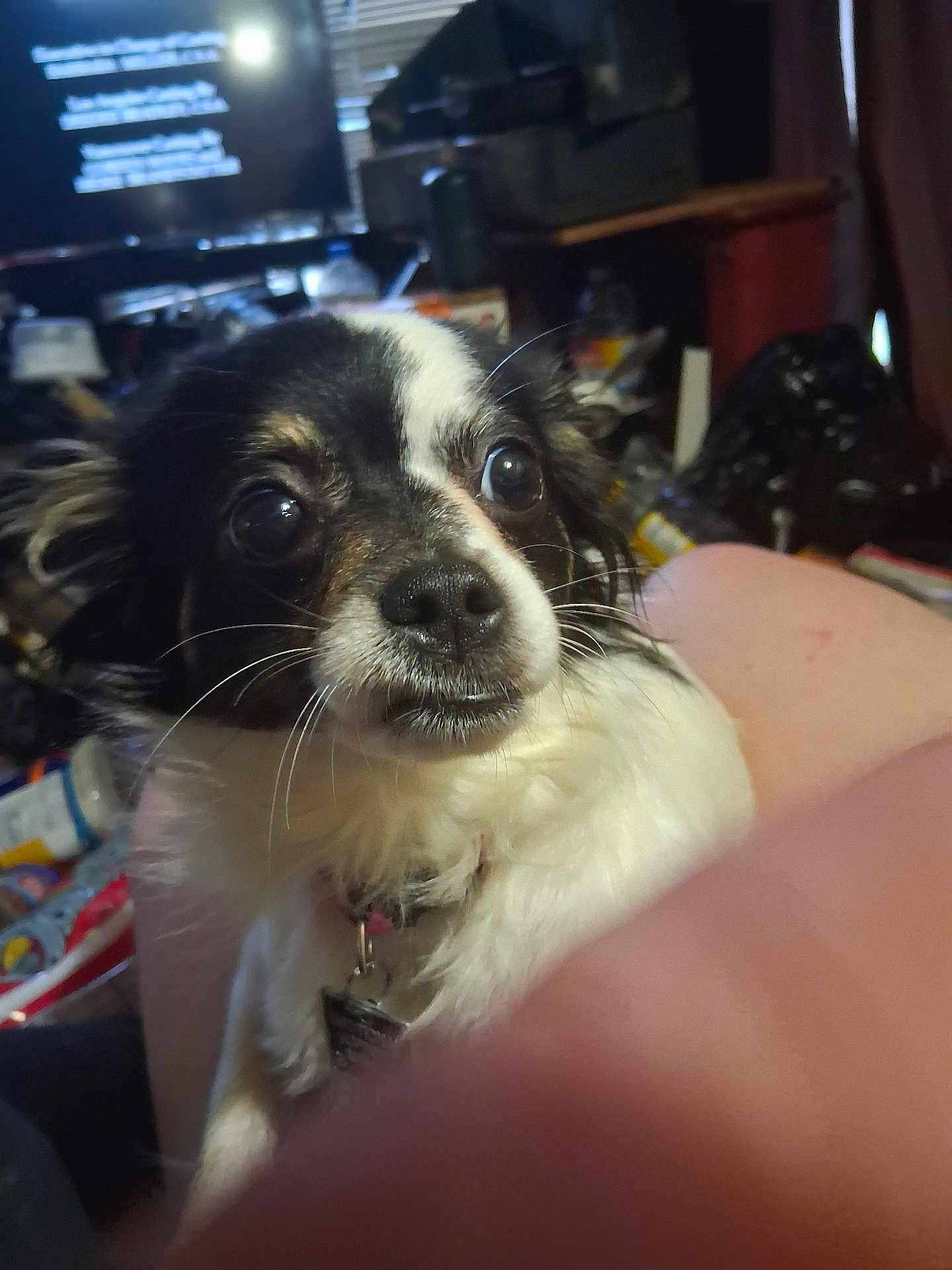 Maiseymay