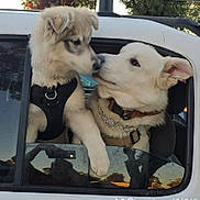 Lil Foot joined the competition — help win amazing prizes! dog, puppy, car, window, outdoor, nature, animal, pet, fur, white, black_harness, collar, chain, cute, closeup, friendship, nose_to_nose, canine, daytime, reflection