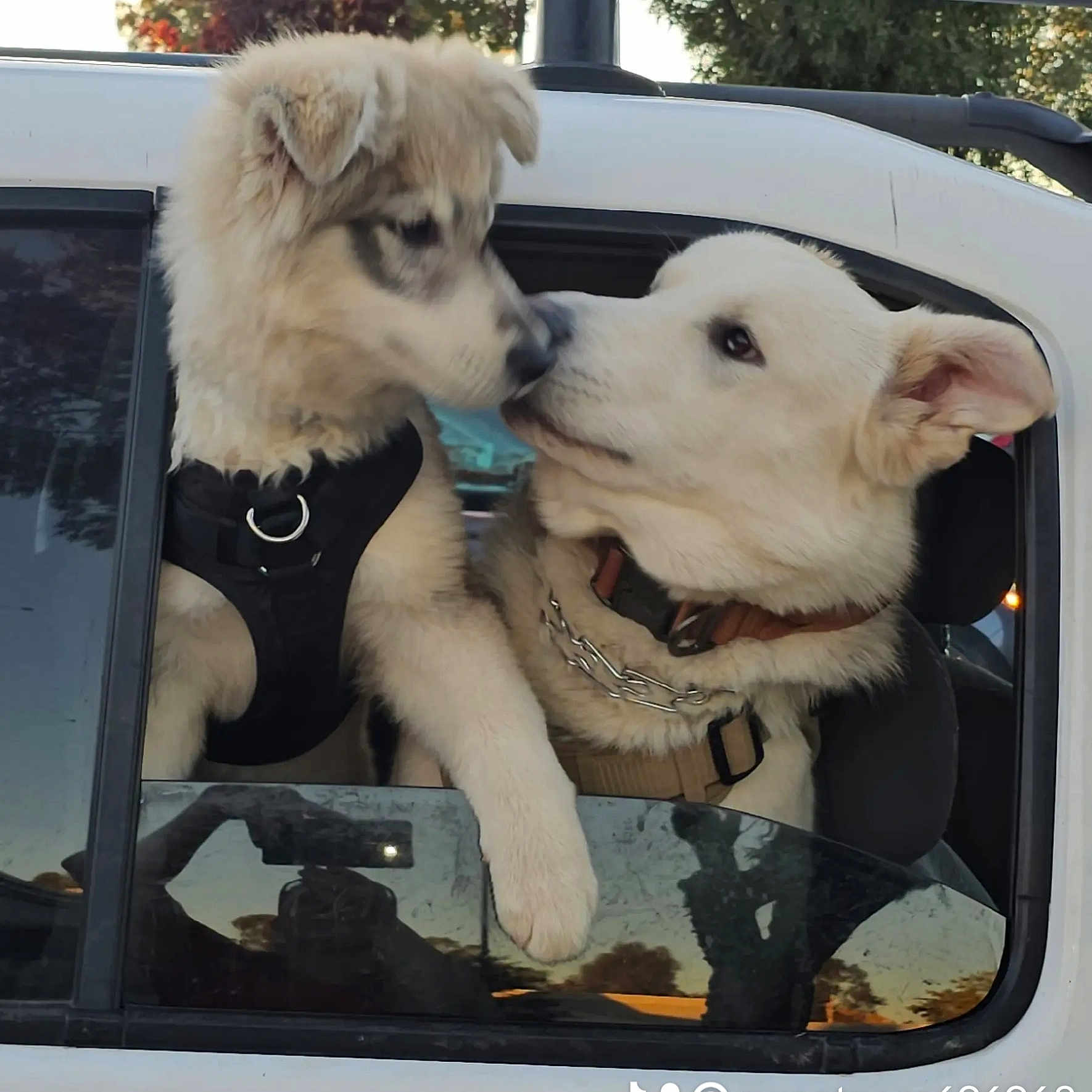 Lil Foot joined the competition — help win amazing prizes! animal, black_harness, canine, car, chain, closeup, collar, cute, daytime, dog, friendship, fur, nature, nose_to_nose, outdoor, pet, puppy, reflection, white, window