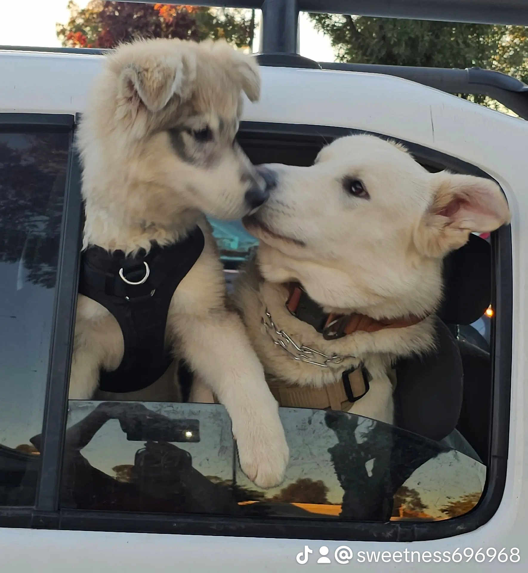 Lil Foot joined the competition — help win amazing prizes! dog, puppy, car, window, outdoor, nature, animal, pet, fur, white, black_harness, collar, chain, cute, closeup, friendship, nose_to_nose, canine, daytime, reflection