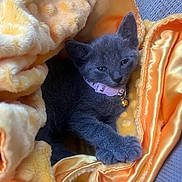Ivy joined the competition — help win amazing prizes! animal, bell, blanket, cat, close_up, collar, cozy, cute, domestic_cat, furry, gray_cat, indoor, kitten, orange_blanket, pet, resting, sleepy, soft_texture, warm, young_cat