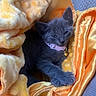 animal, bell, blanket, cat, close_up, collar, cozy, cute, domestic_cat, furry, gray_cat, indoor, kitten, orange_blanket, pet, resting, sleepy, soft_texture, warm, young_cat