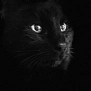 Gin participe au concours pour gagner de l'argent avec cette photo : black_cat, cat, animal, dark, shadow, whiskers, eyes, portrait, close_up, feline, mystery, night, noir, black_fur, intense_gaze, contrast, low_light, texture, silent, stillness
