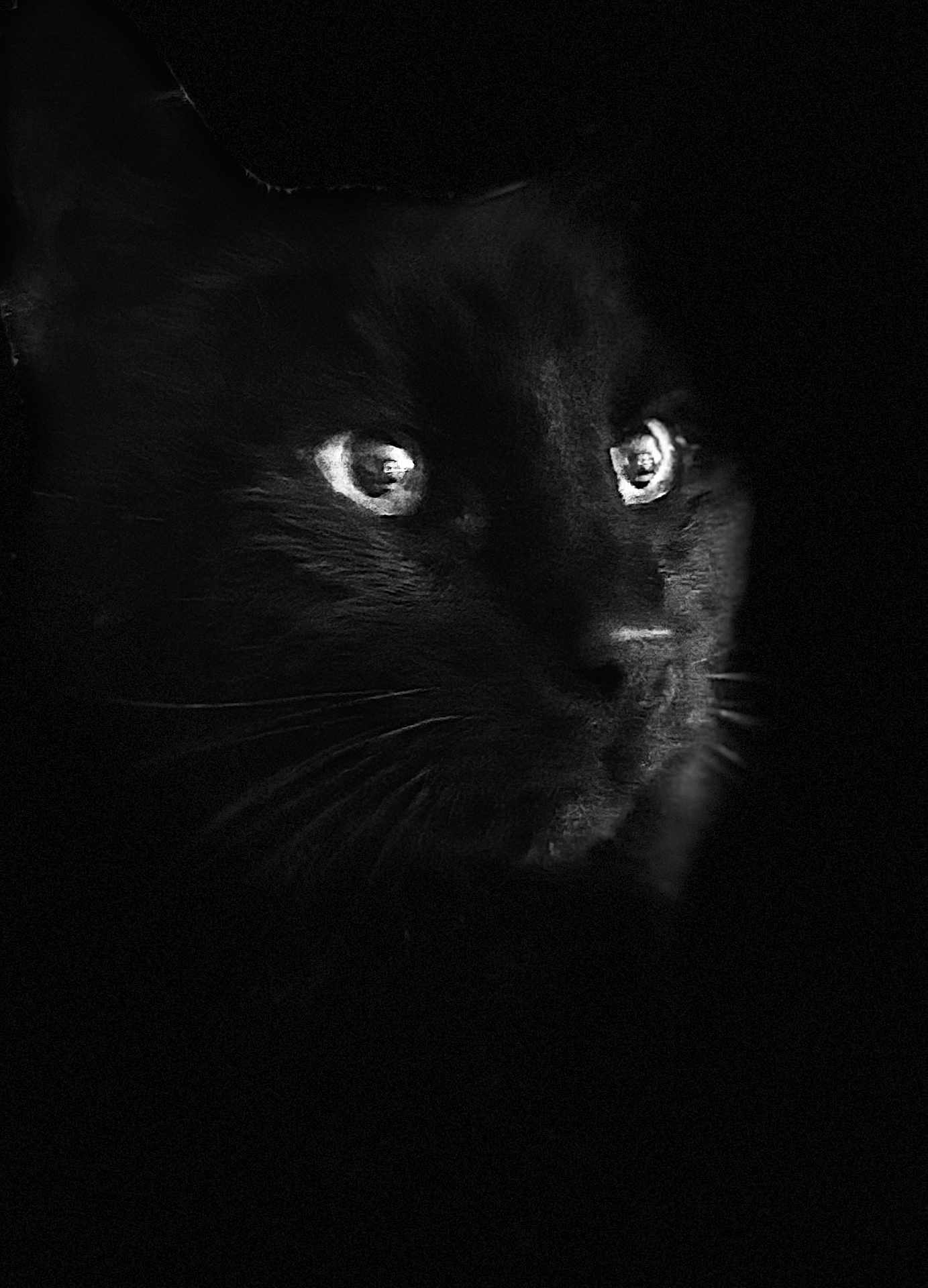 Gin participe au concours pour gagner de l'argent avec cette photo : black_cat, cat, animal, dark, shadow, whiskers, eyes, portrait, close_up, feline, mystery, night, noir, black_fur, intense_gaze, contrast, low_light, texture, silent, stillness